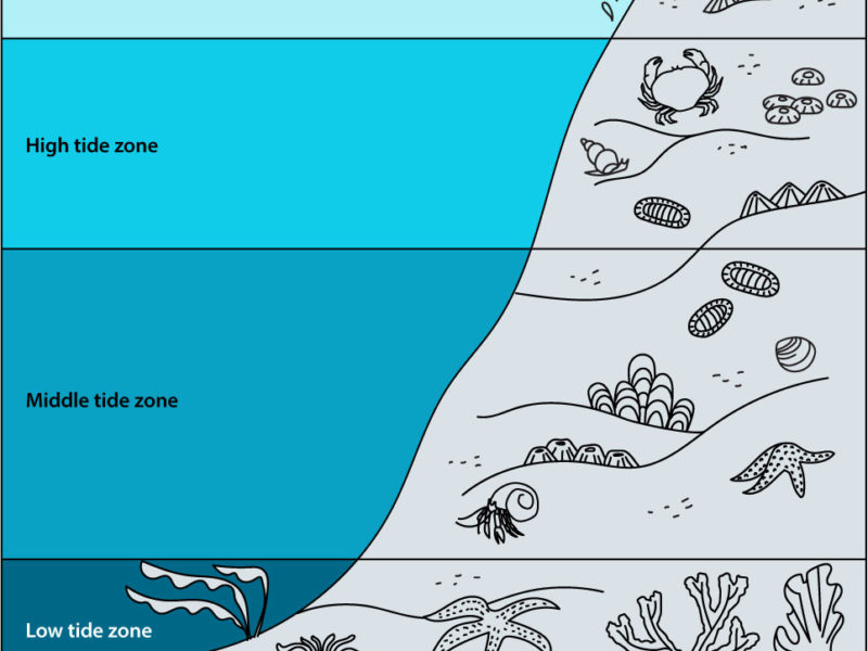 Tidal zones textbook illustration by Jeni Paltiel